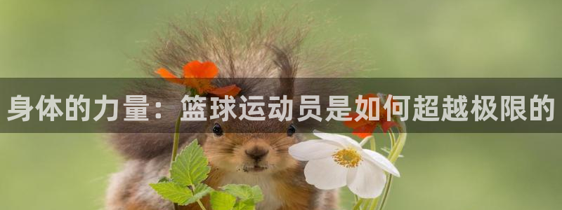 千亿国际官网下载招商电话号码查询是多少:身体的力量:篮球运动